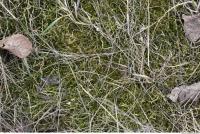 Photo Texture of Mossy 0004